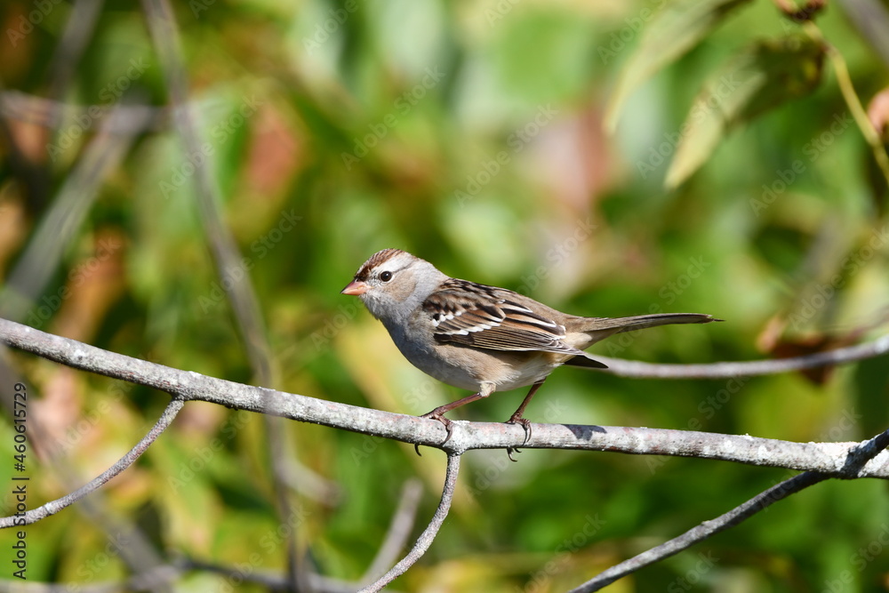 Juvenile White Crowned Sparrow sits perched on a branch in the forest
