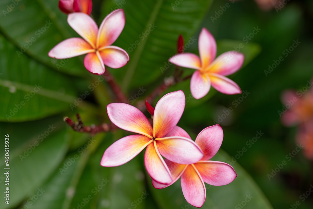 Plumeria (/pluːˈmɛriə/) is a genus of flowering plants in the family Apocynaceae. Koko Crater Botanical Garden. Hawaii Plumeria (/pluːˈmɛriə/) is a genus of flowering plants in the family Apocynaceae. Koko Crater Botanical Garden. Hawaii