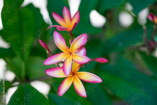 Plumeria   plu    m  ri     is a genus of flowering plants in the family Apocynaceae. Koko Crater Botanical Garden. Hawaii