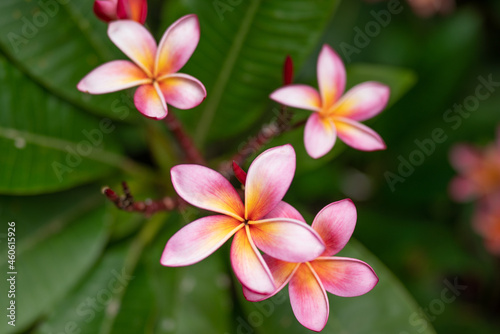 Plumeria (/pluːˈmɛriə/) is a genus of flowering plants in the family Apocynaceae. Koko Crater Botanical Garden. Hawaii