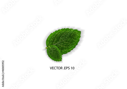 Fresh mint leaves vector 3d illustration