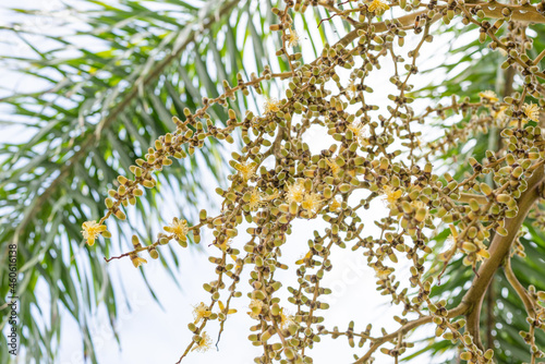 Adonidia merrillii, the Manila palm, is a palm tree species native to the Philippines (Palawan and Danjugan Island). Christmas palm. Kualoa Ranch Oahu Hawaii photo