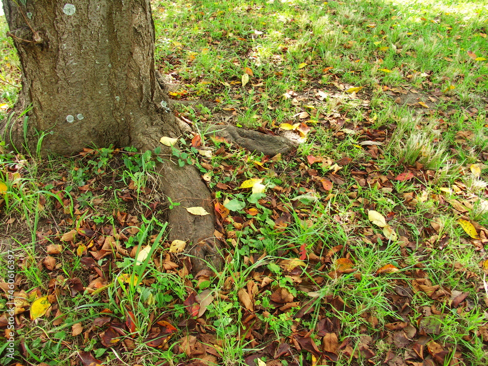 桜の木の根元に散る桜の枯れ葉 桜の木の根元に散る桜の枯れ葉