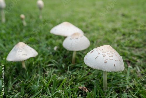 Chlorophyllum molybdites, which has the common names of false parasol, green-spored Lepiota and vomiter, is a widespread mushroom. 