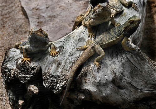 Bearded dragons on the beam. Latin name - Amphibolurus vitticeps 