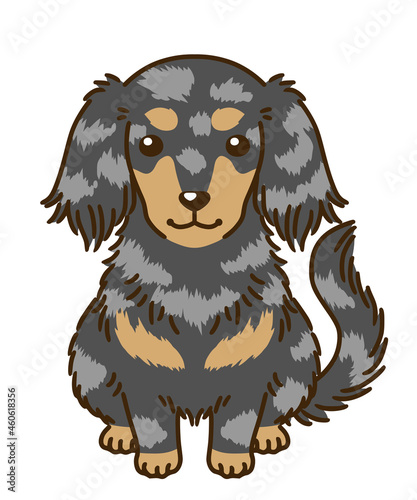 ダックスフンド（シルバーダップル）