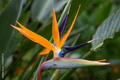 Strelitzia reginae, commonly known as the crane flower, bird of paradise, or isigude in Nguni,[3] is a species of flowering plant indigenous to South Africa.