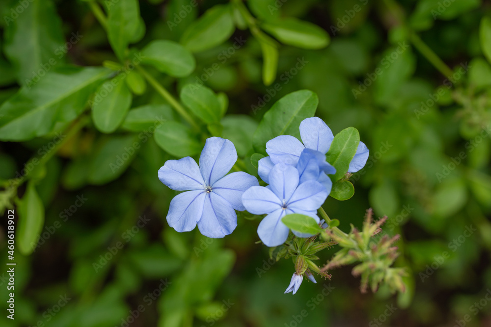 Plumbago auriculata, the cape leadwort, blue plumbago or Cape plumbago, is a species of flowering plant in the family Plumbaginacea. . Plants and flowers of Oahu, Hawaii Plumbago auriculata, the cape leadwort, blue plumbago or Cape plumbago, is a species of flowering plant in the family Plumbaginacea. . Plants and flowers of Oahu, Hawaii