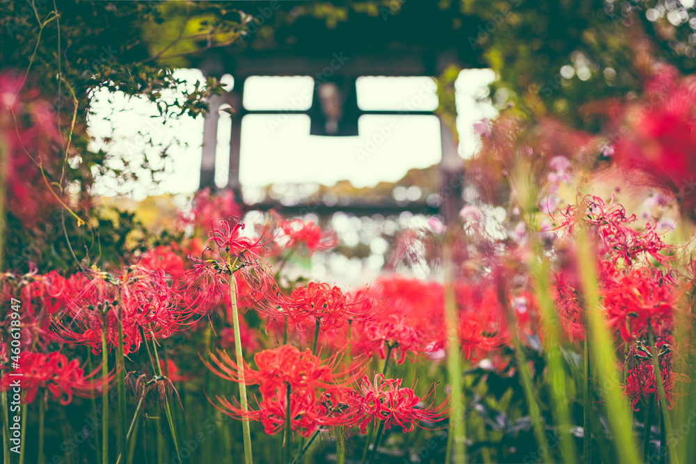 Obraz premium 彼岸花