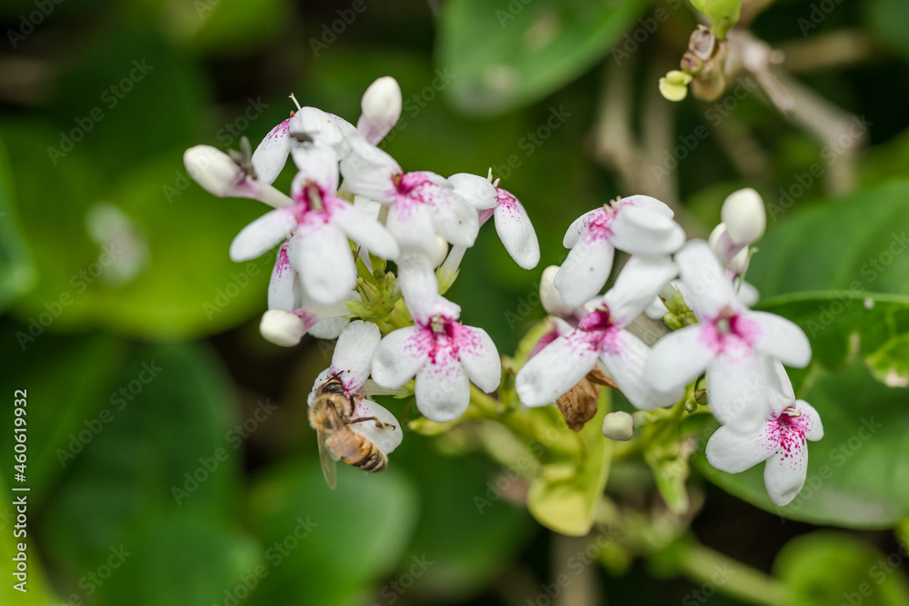 Pseuderanthemum is a genus of plant in family Acanthaceae and tribe Justicieae. Pseuderanthemum carruthersii var. carruthersii . Plants and flowers of Oahu, Hawaii Pseuderanthemum is a genus of plant in family Acanthaceae and tribe Justicieae. Pseuderanthemum carruthersii var. carruthersii . Plants and flowers of Oahu, Hawaii