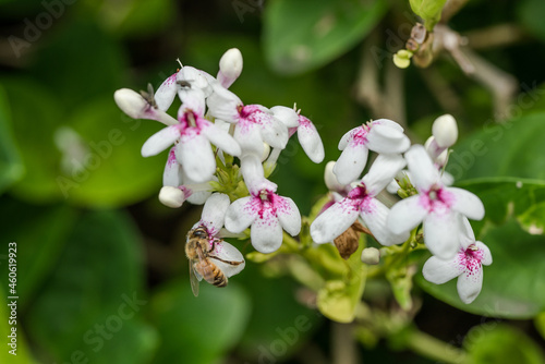 Pseuderanthemum is a genus of plant in family Acanthaceae and tribe Justicieae. Pseuderanthemum carruthersii var. carruthersii . Plants and flowers of Oahu, Hawaii