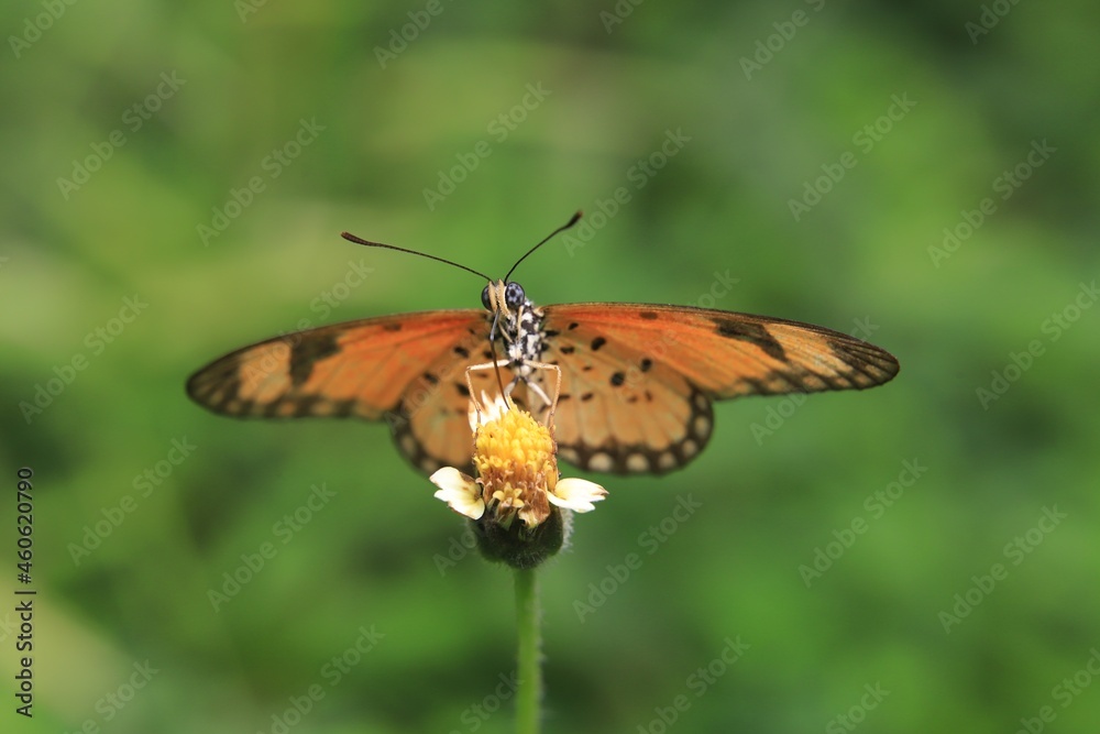 Obraz premium butterfly on flower