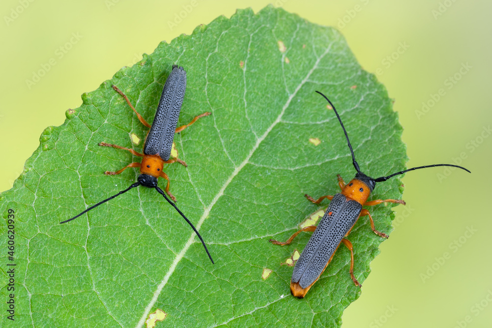 a longhorn beetle - Oberea oculata a longhorn beetle - Oberea oculata