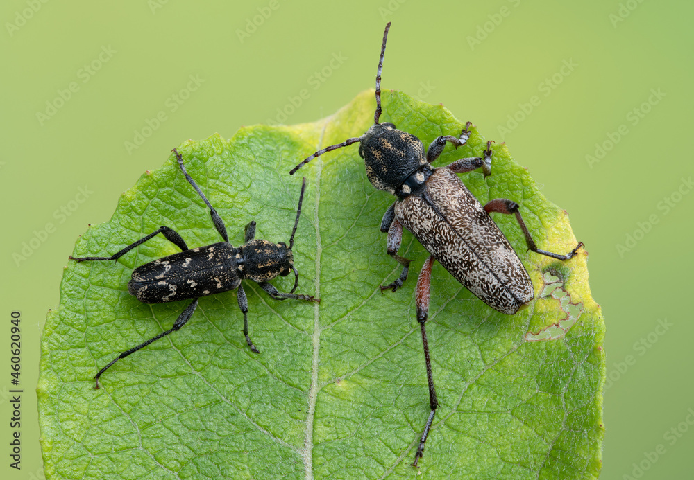Naklejka premium a longhorn beetle - Xylotrechus rusticus