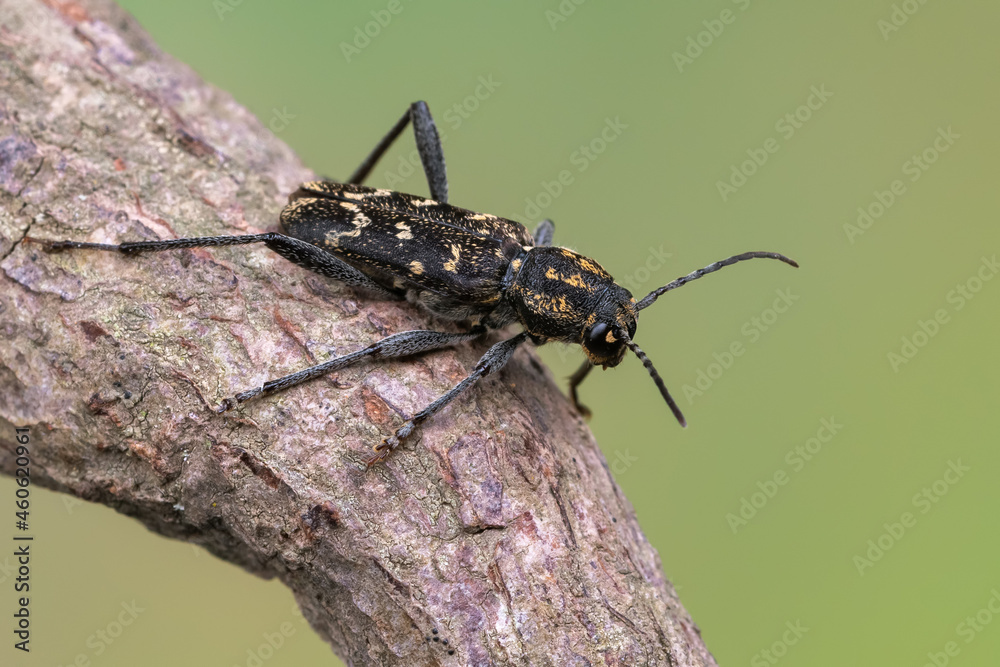 Fototapeta premium a longhorn beetle - Xylotrechus rusticus