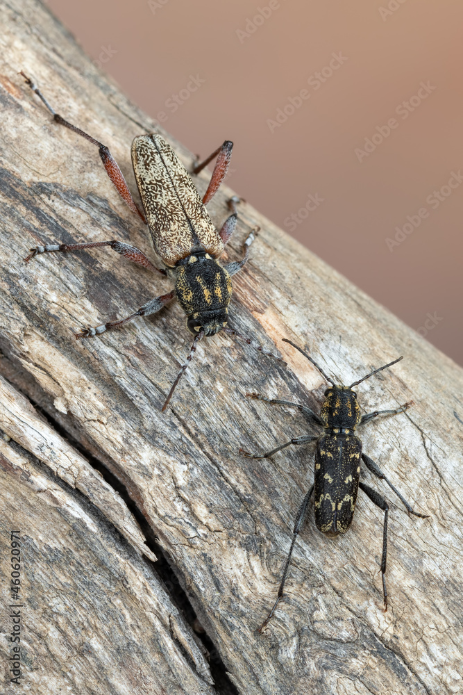 a longhorn beetle - Xylotrechus rusticus a longhorn beetle - Xylotrechus rusticus