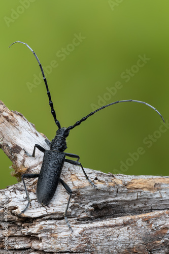 a longhorn beetle - Cerambyx scopolii © Marek R. Swadzba