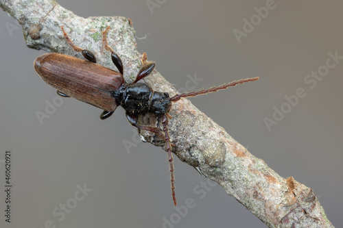 a longhorn beetle - Tetropium castaneum