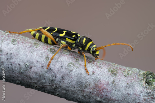 a longhorn beetle - Plagionotus arcuatus