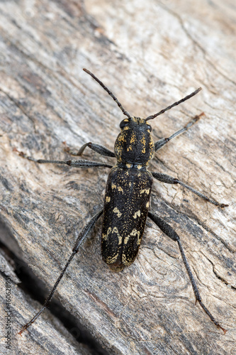 a longhorn beetle - Xylotrechus rusticus © Marek R. Swadzba