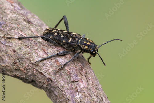 a longhorn beetle - Xylotrechus rusticus photo