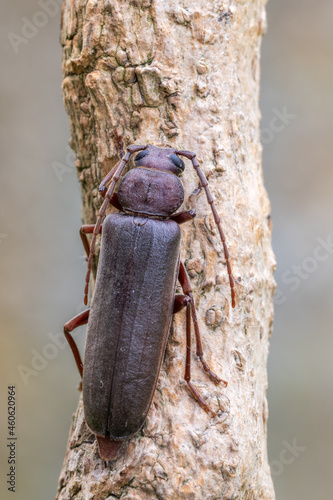 a longhorn beetle - Arhopalus rusticus photo