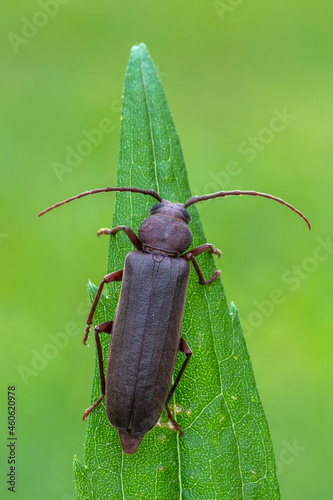 a longhorn beetle - Arhopalus rusticus photo