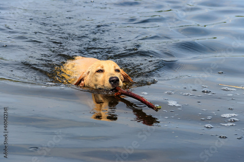 Cute labrador retriever puppy swimming with stick in a river