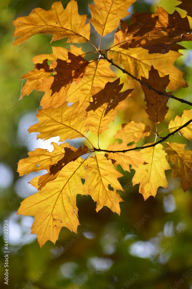 Herbstblätter Herbstblätter