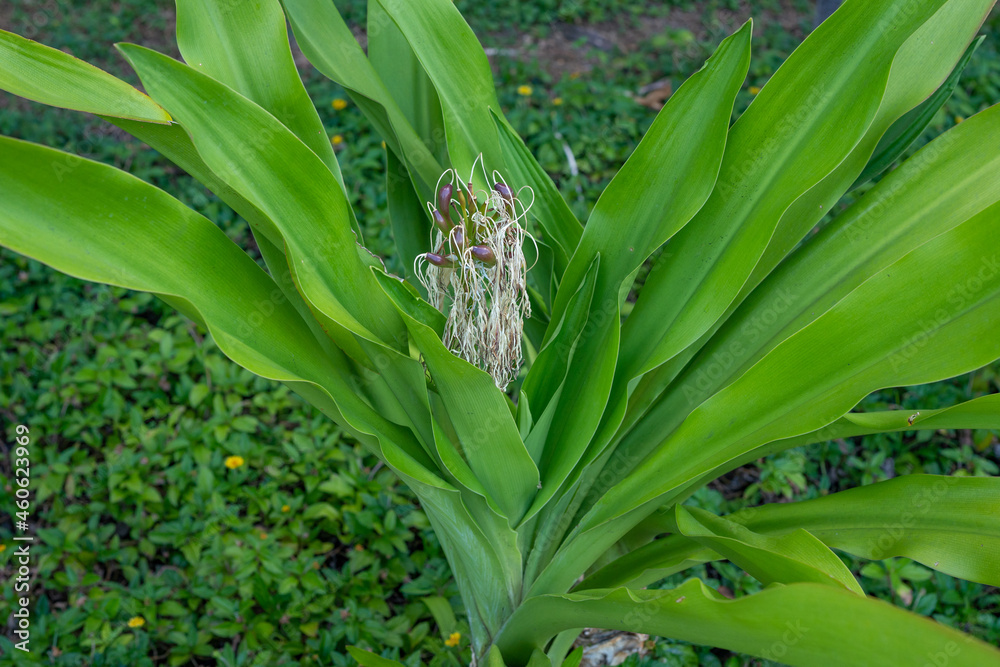 Obraz premium Plants and flowers of Honolulu, Oahu, Hawaii. Crinum asiaticum, commonly known as poison bulb, giant crinum lily, grand crinum lily, spider lily