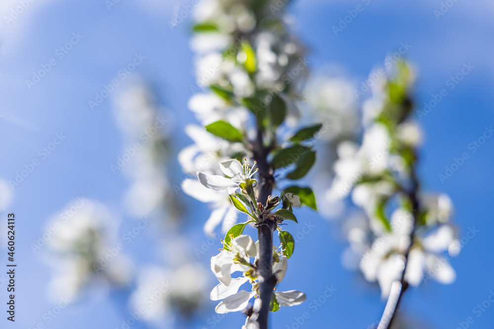 A zoomed in image of an apple tree branch full of white flowers , few other blurred branches can be seen in the background, on a bright sunny day. A zoomed in image of an apple tree branch full of white flowers , few other blurred branches can be seen in the background, on a bright sunny day.