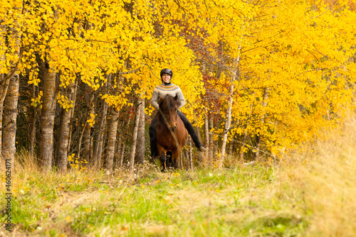 Icelandic horse in autumn season enviroment in Finland. Female rider.