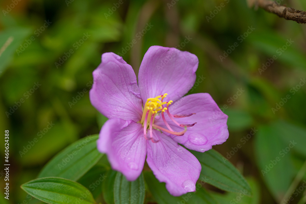 Melastoma septemnervium are erect shrubs or small slender trees with 5 petal, medium-sized, pink flowers. Ho'omaluhia Botanical Garden Melastoma septemnervium are erect shrubs or small slender trees with 5 petal, medium-sized, pink flowers. Ho'omaluhia Botanical Garden