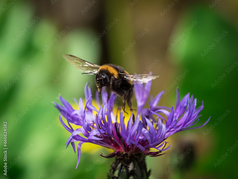 A cute bumblebee closeup in fly towards a flower at spring in saarland A cute bumblebee closeup in fly towards a flower at spring in saarland