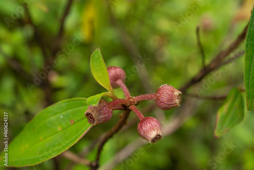 Melastoma septemnervium are erect shrubs or small slender trees with 5 petal, medium-sized, pink flowers. Ho'omaluhia Botanical Garden  photo