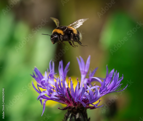 A cute bumblebee closeup in fly towards a flower at spring in saarland © Marrow83