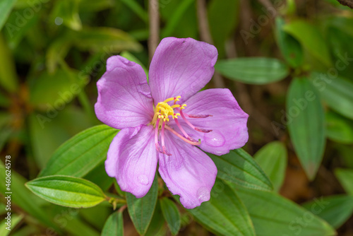 Melastoma septemnervium are erect shrubs or small slender trees with 5 petal, medium-sized, pink flowers. Ho'omaluhia Botanical Garden 
