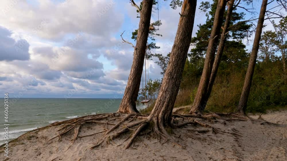 Old pine trees with thick trunks growing on a cliff by the sea on a windy evening at sunset. Swings hung between two trees swaying in the wind. Old pine trees with thick trunks growing on a cliff by the sea on a windy evening at sunset. Swings hung between two trees swaying in the wind.