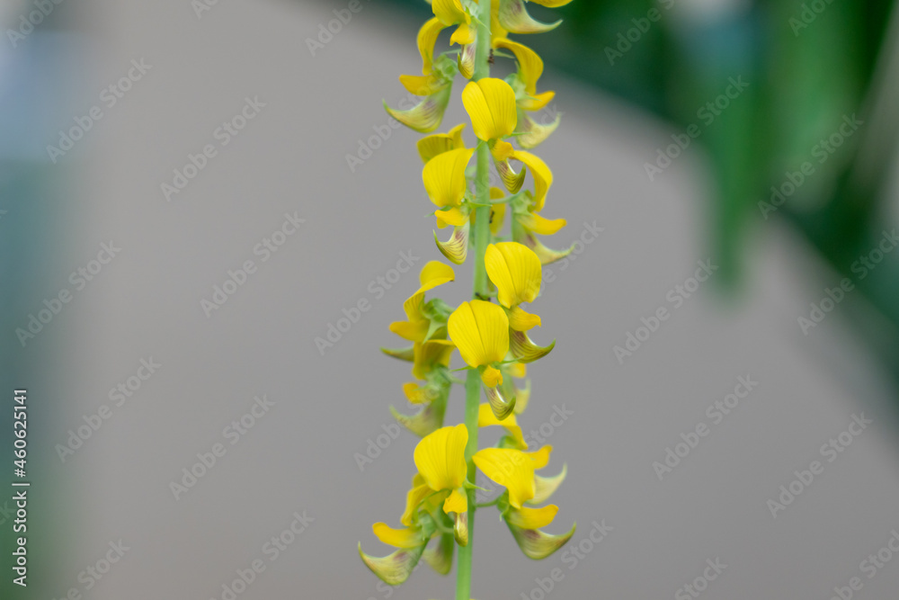 Snowy Rattlebox Crotalaria spectabilis, the showy rattlebox or showy rattlepod, is a ...