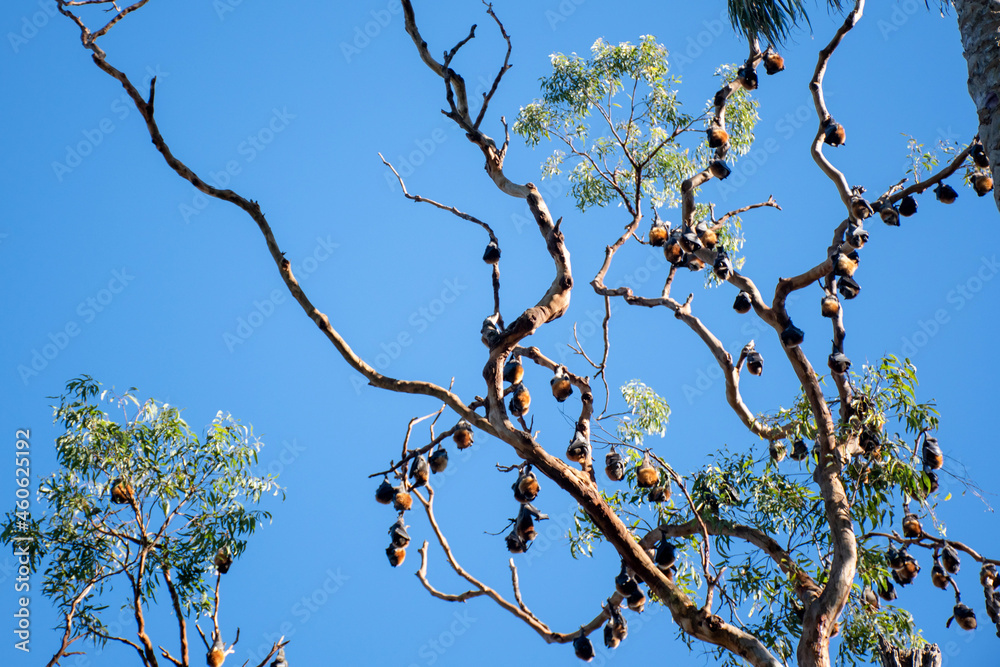 Grey-headed flying foxes hanging in a tree. Australian native animal mega bat Grey-headed flying foxes hanging in a tree. Australian native animal mega bat