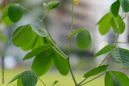 Fotografia Crotalaria spectabilis, the showy rattlebox or showy rattlepod, is a species of flowering plant in the pea family Fabaceae