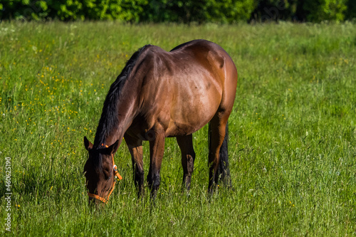 A horse graze on a meadow at spring in saarland