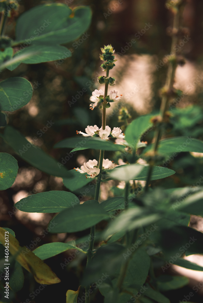 Nature of flower and bee in garden Nature of flower and bee in garden