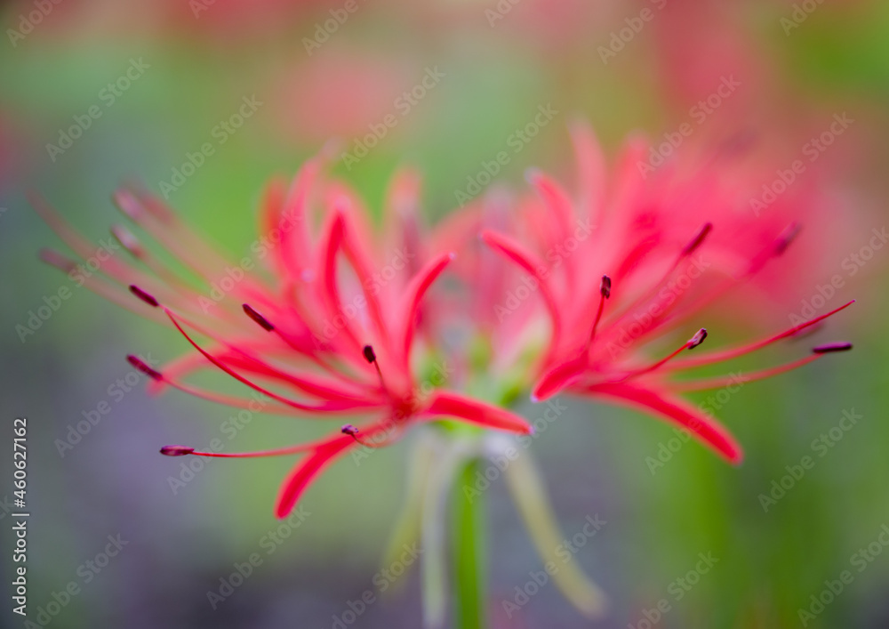 Fototapeta premium 彼岸花のクローズアップ