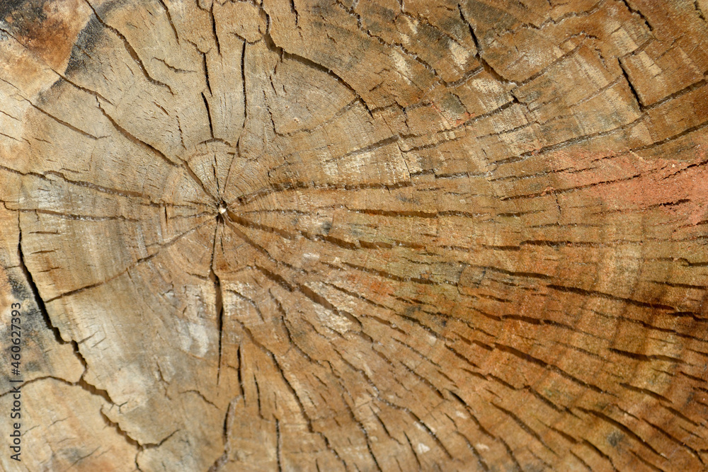 Fototapeta premium Wooden cross section showing growth rings. Wood structure, abstract background. Copy space. Dry old tree with cracks. High quality photo