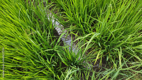 Green rice plant in the field with a small trough for growth