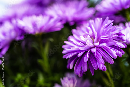 close up of purple aster