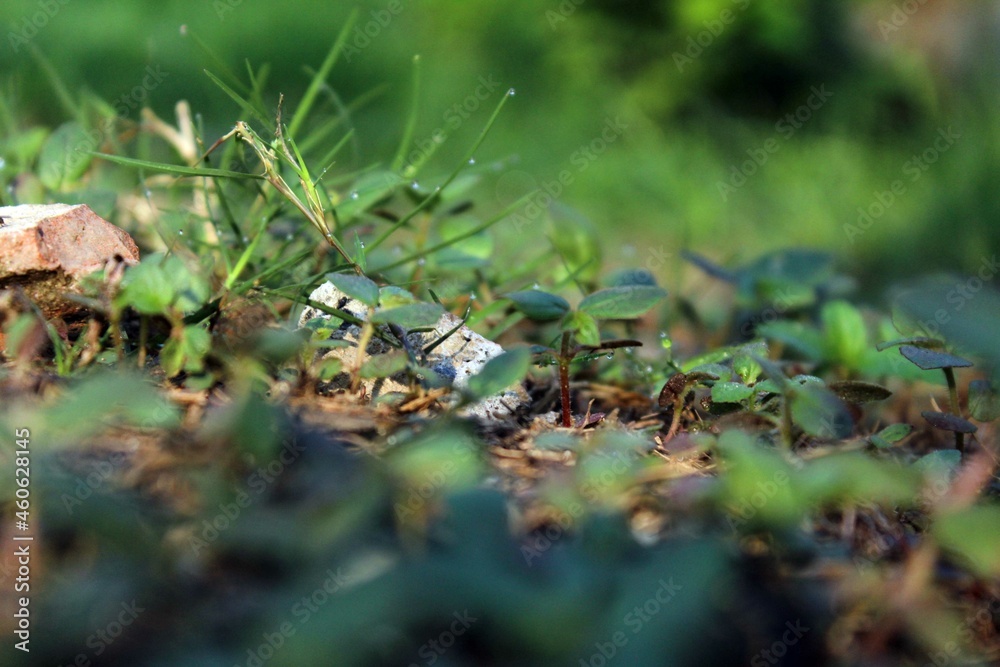 mushroom in the grass mushroom in the grass