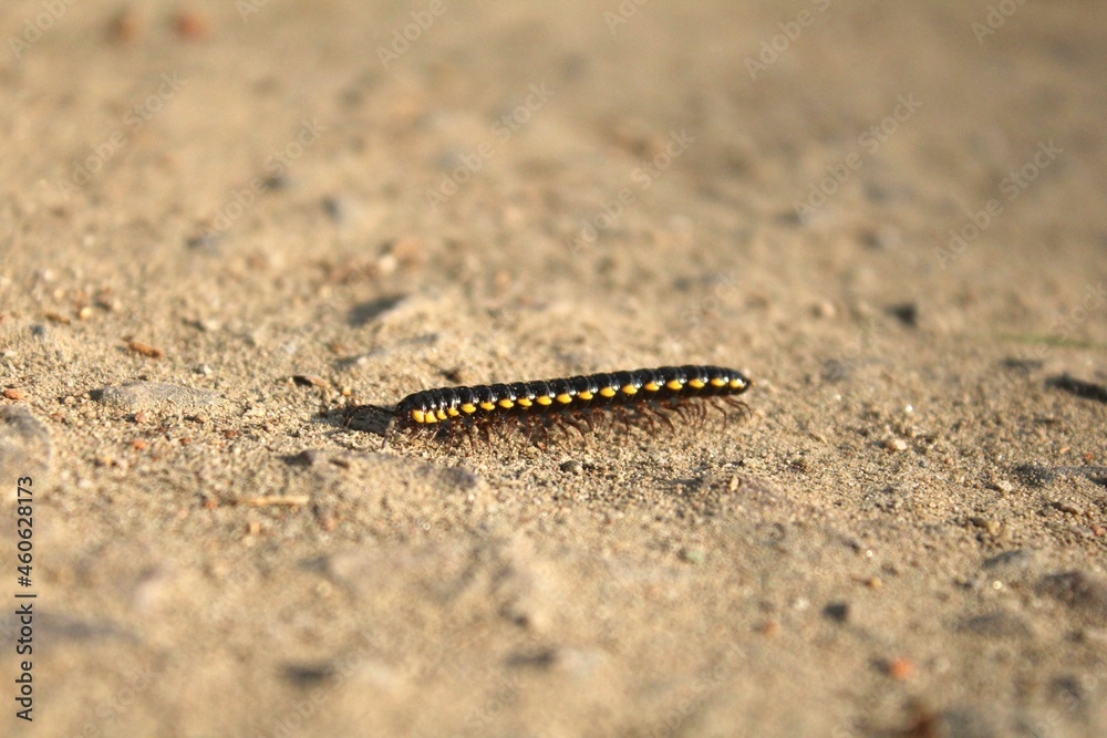 Black and Yellow Flat Millepede Black and Yellow Flat Millepede