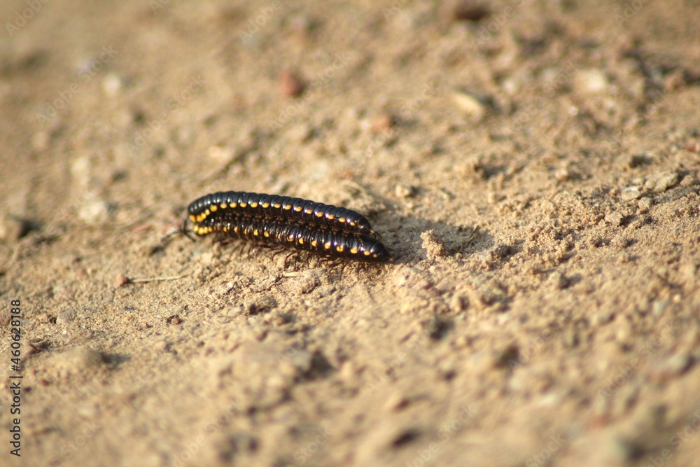 Black and Yellow Flat Millepede Black and Yellow Flat Millepede